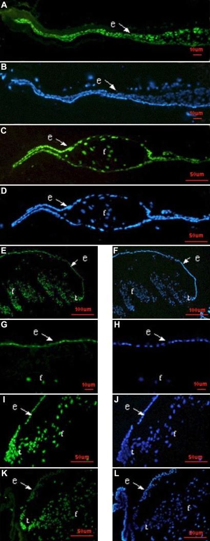 https://cdn.ncbi.nlm.nih.gov/pmc/blobs/a633/2834568/ba580abbb504/mv-v16-341-f6.jpg