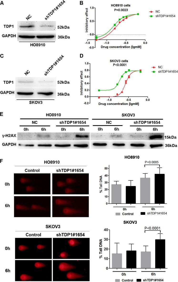 https://cdn.ncbi.nlm.nih.gov/pmc/blobs/a633/6591289/49cf375263bf/41419_2019_1715_Fig4_HTML.jpg