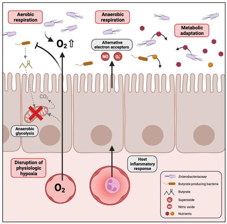 https://cdn.ncbi.nlm.nih.gov/pmc/blobs/a635/10967970/4b238a0fd426/biology-13-00142-g001.jpg