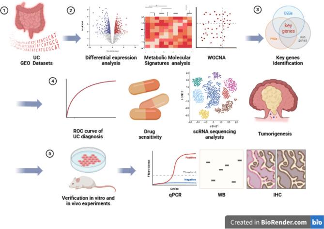 https://cdn.ncbi.nlm.nih.gov/pmc/blobs/a637/11300856/89217a6f0ab1/41598_2024_69322_Fig1_HTML.jpg