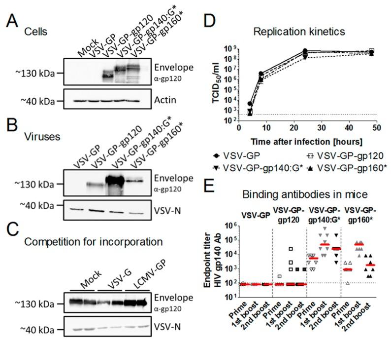https://cdn.ncbi.nlm.nih.gov/pmc/blobs/a637/6409518/8447709ed235/viruses-11-00159-g002.jpg
