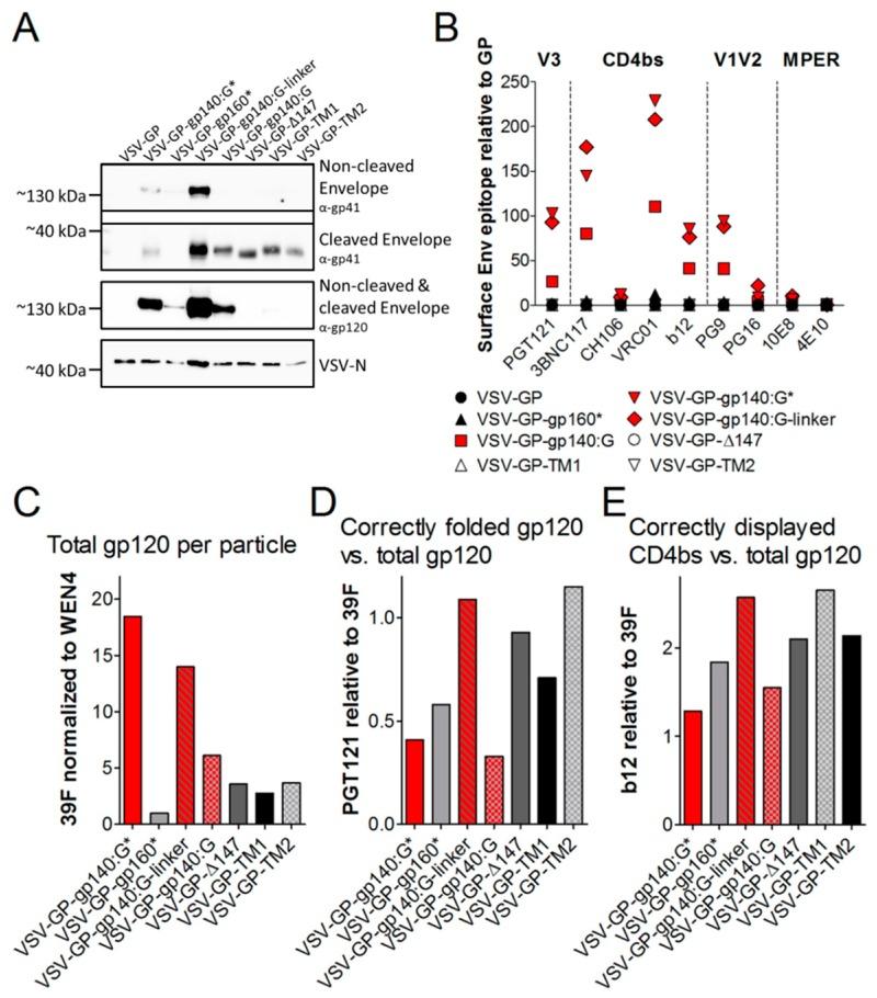 https://cdn.ncbi.nlm.nih.gov/pmc/blobs/a637/6409518/a58f3567090f/viruses-11-00159-g004.jpg