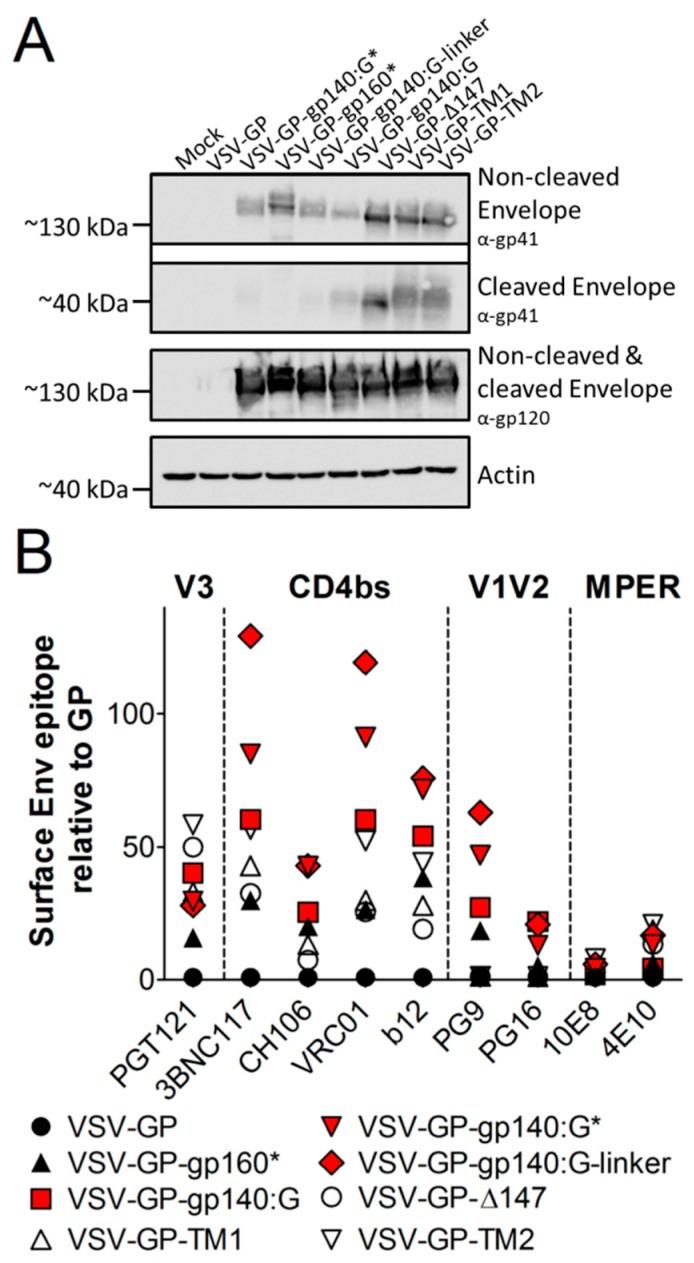 https://cdn.ncbi.nlm.nih.gov/pmc/blobs/a637/6409518/e3200b20e18e/viruses-11-00159-g003.jpg