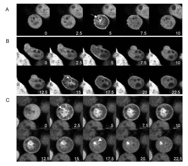 https://cdn.ncbi.nlm.nih.gov/pmc/blobs/a639/1327671/1c08c0b3a5ff/1471-2121-6-46-4.jpg