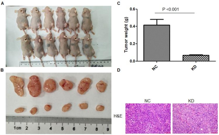 https://cdn.ncbi.nlm.nih.gov/pmc/blobs/a639/6930372/582449726a7e/ijbsv16p0172g004.jpg