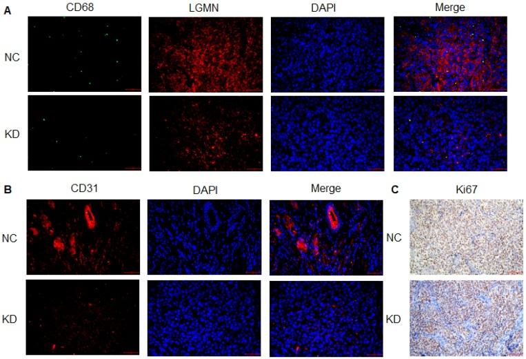 https://cdn.ncbi.nlm.nih.gov/pmc/blobs/a639/6930372/89a251de5aaa/ijbsv16p0172g005.jpg