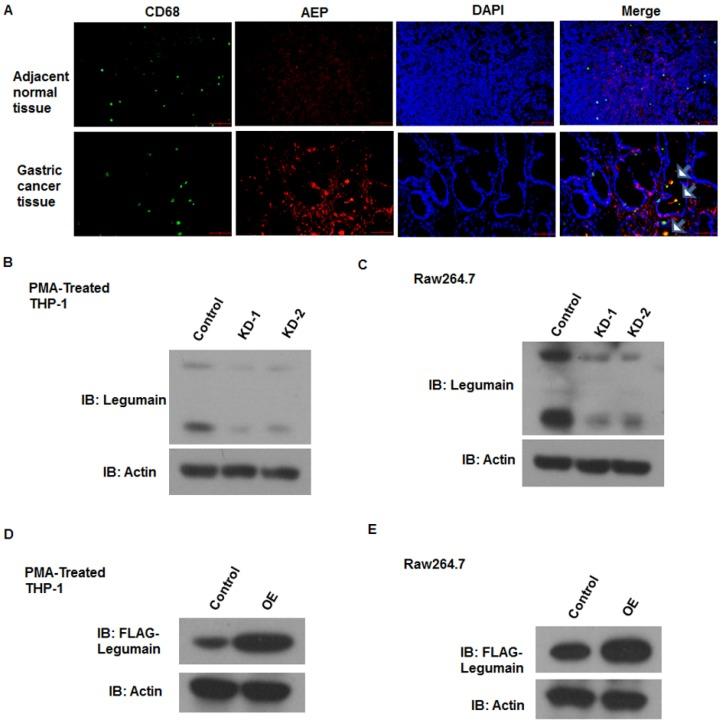 https://cdn.ncbi.nlm.nih.gov/pmc/blobs/a639/6930372/bfc10f34d0c3/ijbsv16p0172g001.jpg
