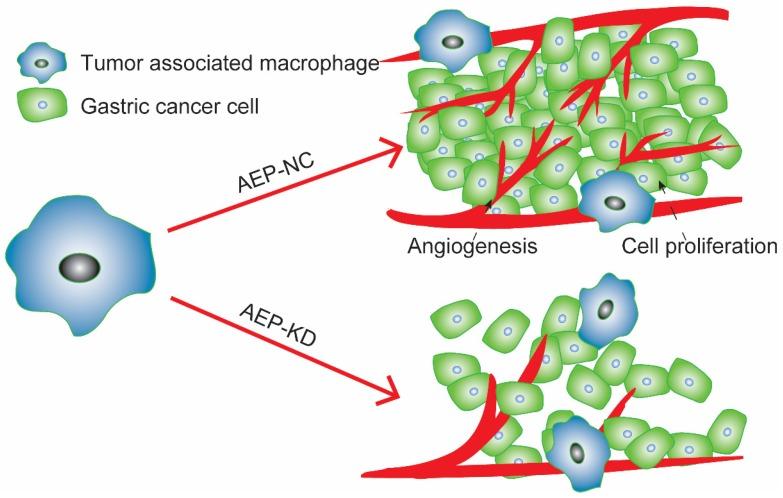 https://cdn.ncbi.nlm.nih.gov/pmc/blobs/a639/6930372/c30e0a50547a/ijbsv16p0172g006.jpg