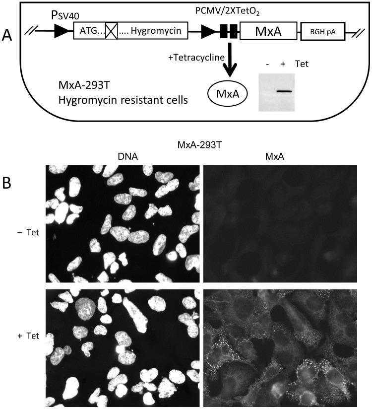 https://cdn.ncbi.nlm.nih.gov/pmc/blobs/a63e/5519081/9effd442dcfe/pone.0181459.g001.jpg