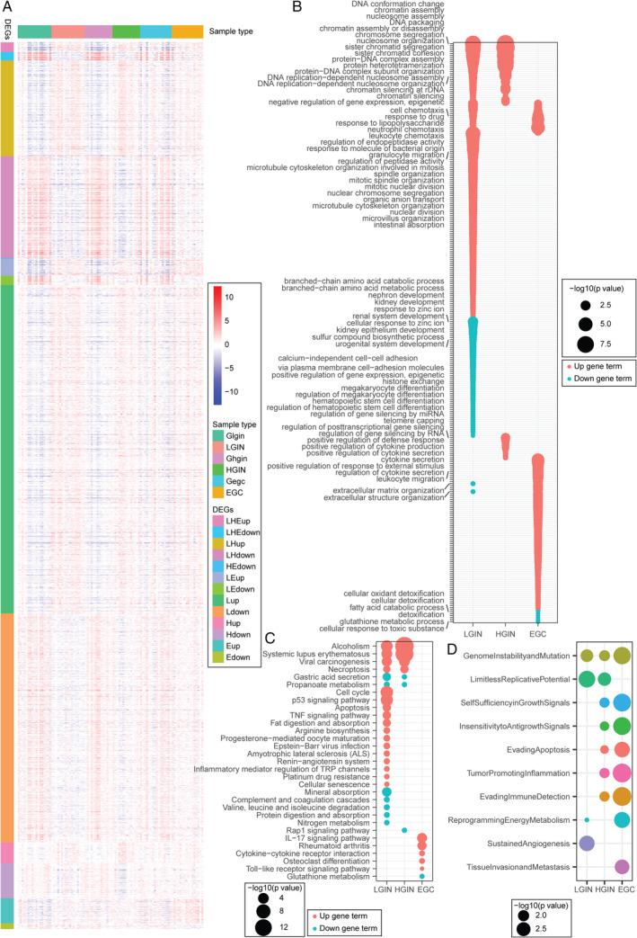 https://cdn.ncbi.nlm.nih.gov/pmc/blobs/a63f/7317417/dfeb2f27192c/PATH-251-135-g002.jpg
