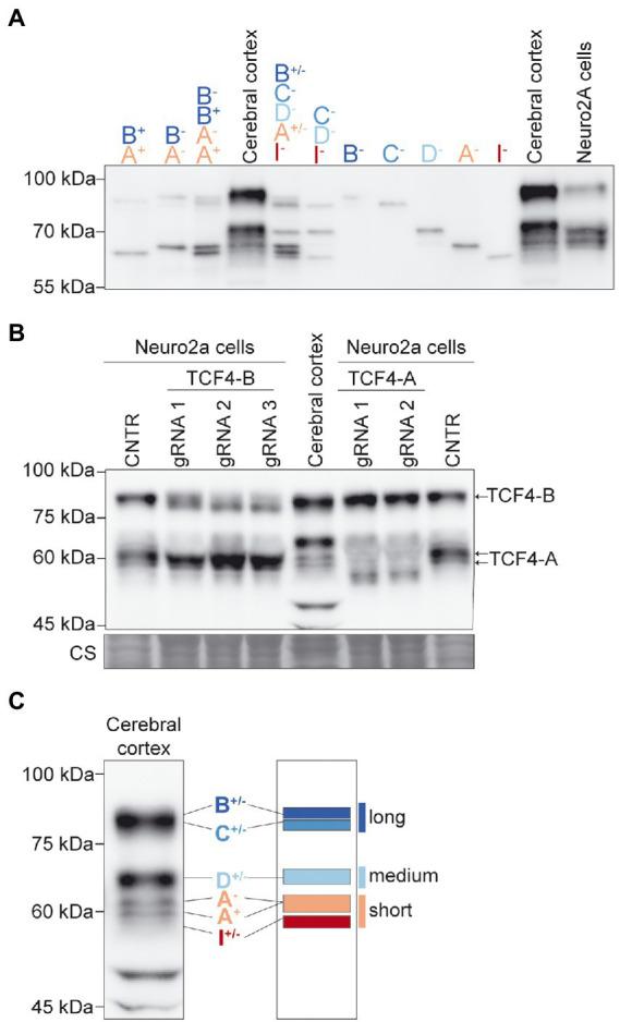 https://cdn.ncbi.nlm.nih.gov/pmc/blobs/a642/9666405/3005eeb9ee29/fnmol-15-1033224-g002.jpg