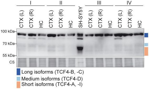 https://cdn.ncbi.nlm.nih.gov/pmc/blobs/a642/9666405/a443882b981f/fnmol-15-1033224-g009.jpg