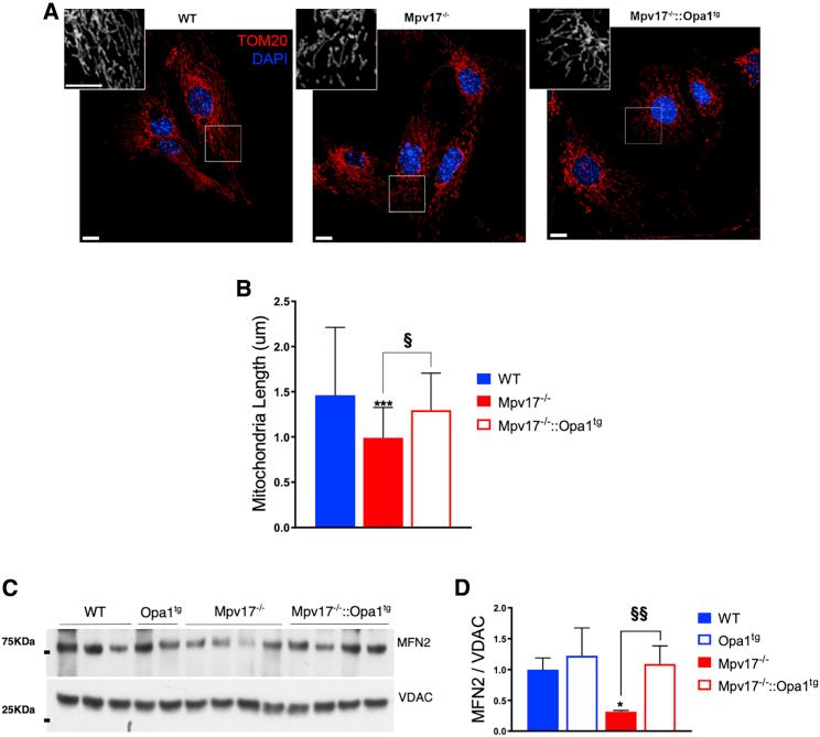 https://cdn.ncbi.nlm.nih.gov/pmc/blobs/a643/7403474/6de22a385a97/gr4.jpg
