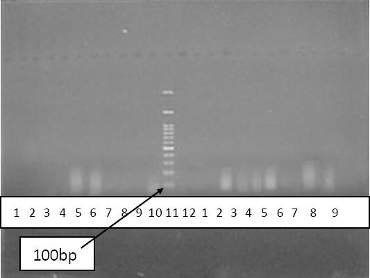 https://cdn.ncbi.nlm.nih.gov/pmc/blobs/a644/5569587/3d024db8a381/IJBMS-20-769-g002.jpg