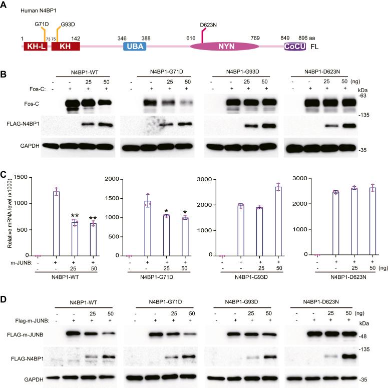 https://cdn.ncbi.nlm.nih.gov/pmc/blobs/a645/11648238/434228cf48f7/gr6.jpg