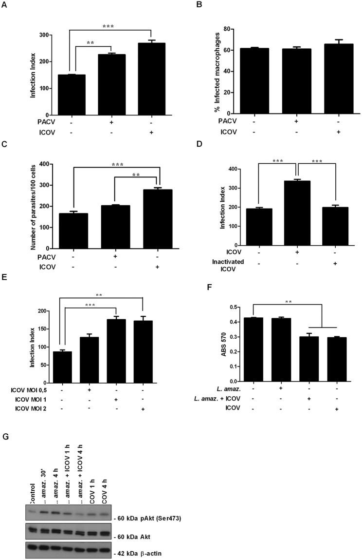 https://cdn.ncbi.nlm.nih.gov/pmc/blobs/a645/6602282/bce6412b35af/pntd.0007500.g001.jpg