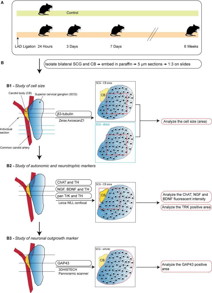 https://cdn.ncbi.nlm.nih.gov/pmc/blobs/a646/9582601/b10cf73d502c/fcvm-09-758265-g001.jpg