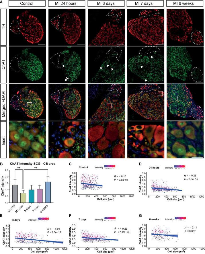 https://cdn.ncbi.nlm.nih.gov/pmc/blobs/a646/9582601/ceb1f3b9ce93/fcvm-09-758265-g003.jpg