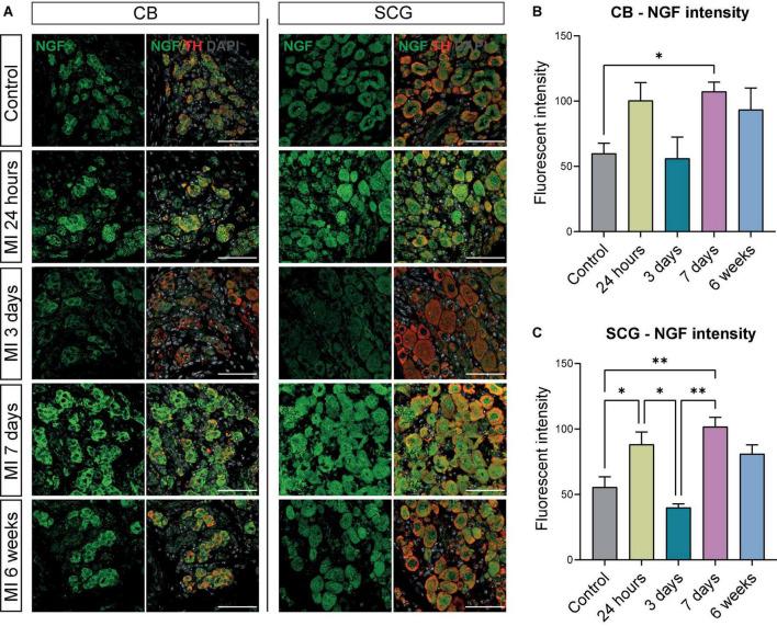 https://cdn.ncbi.nlm.nih.gov/pmc/blobs/a646/9582601/f760197eb7b5/fcvm-09-758265-g005.jpg