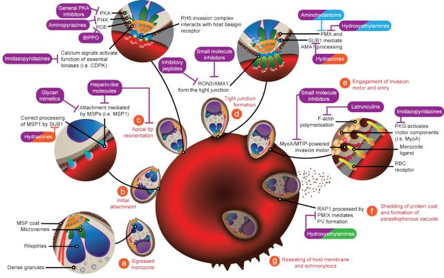 https://cdn.ncbi.nlm.nih.gov/pmc/blobs/a64c/6524681/444c4c7a5e89/fuz005fig2.jpg