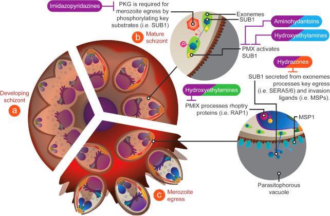 https://cdn.ncbi.nlm.nih.gov/pmc/blobs/a64c/6524681/4935de5ec3aa/fuz005fig1.jpg