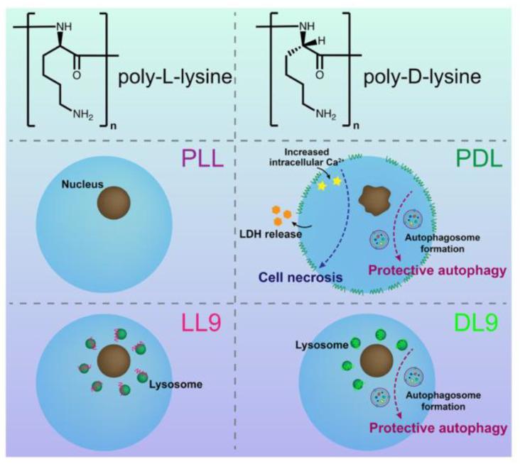 https://cdn.ncbi.nlm.nih.gov/pmc/blobs/a64f/10780542/58b0c4f86cb4/polymers-16-00165-g006.jpg