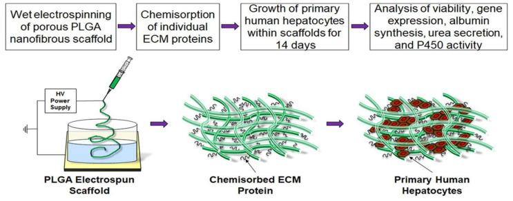 https://cdn.ncbi.nlm.nih.gov/pmc/blobs/a64f/10780542/b63c12736de9/polymers-16-00165-g011.jpg