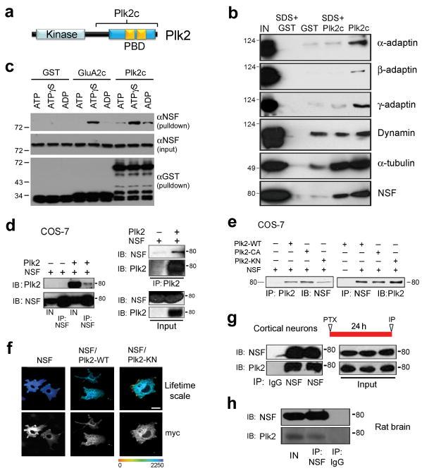 https://cdn.ncbi.nlm.nih.gov/pmc/blobs/a651/2947592/566f3e9f1cc1/nihms224654f1.jpg
