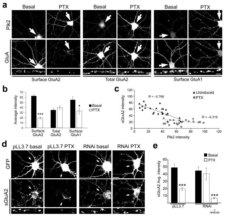 https://cdn.ncbi.nlm.nih.gov/pmc/blobs/a651/2947592/8a0425e07f5e/nihms224654f4.jpg