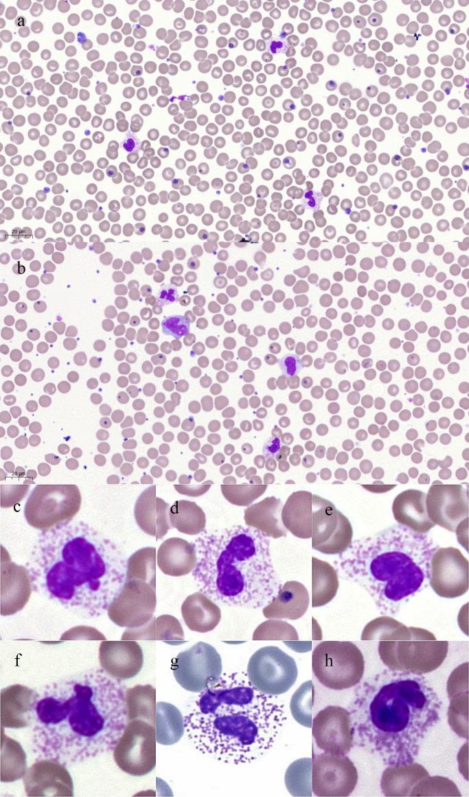 https://cdn.ncbi.nlm.nih.gov/pmc/blobs/a653/7870404/536860414264/jvms-83-125-g002.jpg