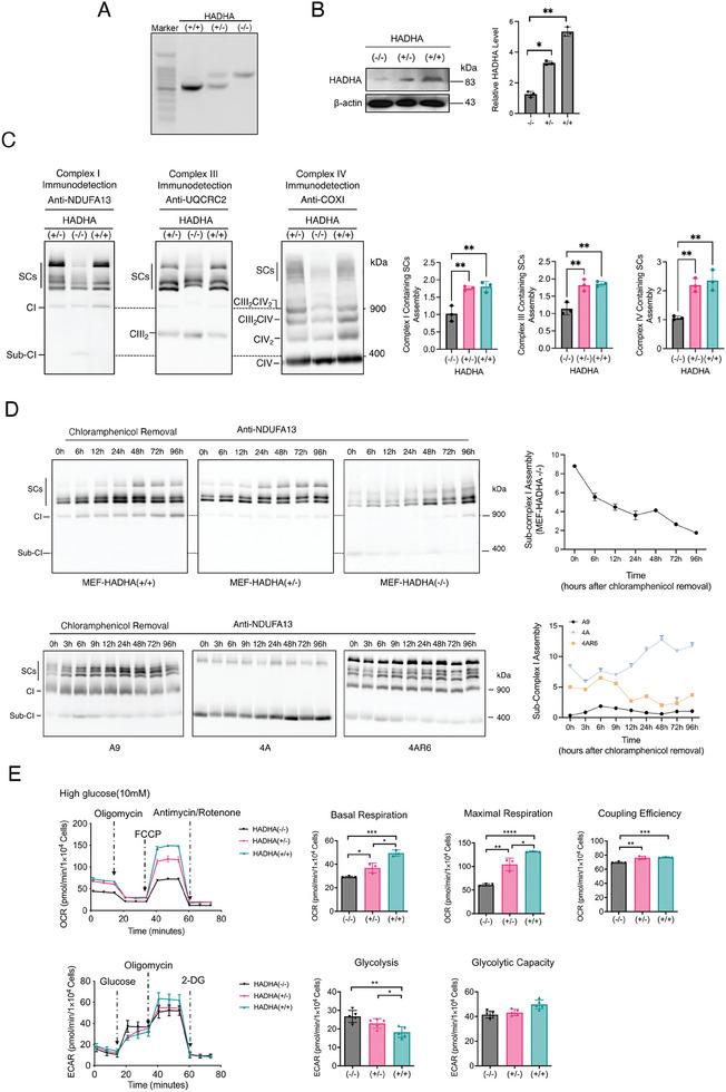 https://cdn.ncbi.nlm.nih.gov/pmc/blobs/a654/11653673/59e0ef351773/ADVS-11-2405147-g002.jpg