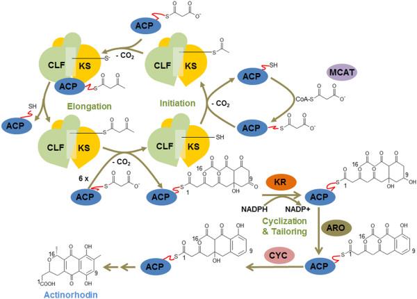 https://cdn.ncbi.nlm.nih.gov/pmc/blobs/a659/3462128/635b7c3951e8/1471-2180-12-169-1.jpg