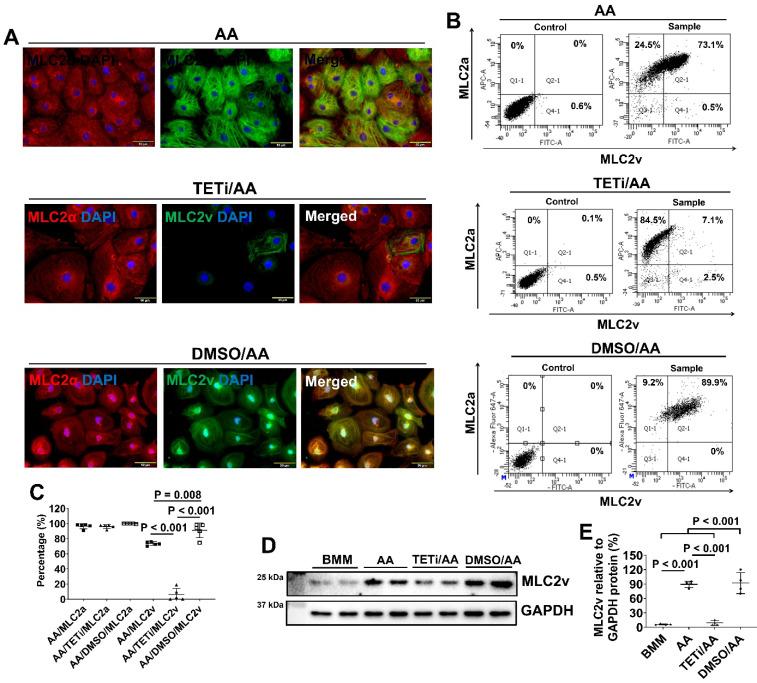 https://cdn.ncbi.nlm.nih.gov/pmc/blobs/a65b/10334833/9c40a310abf6/thnov13p3872g017.jpg