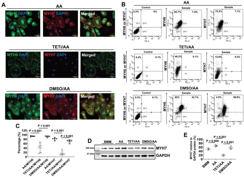 https://cdn.ncbi.nlm.nih.gov/pmc/blobs/a65b/10334833/af57b8674bc5/thnov13p3872g019.jpg