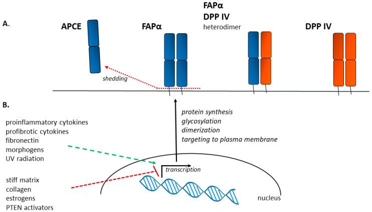 https://cdn.ncbi.nlm.nih.gov/pmc/blobs/a65b/10742035/2f0e8f057e59/biomolecules-13-01718-g001.jpg