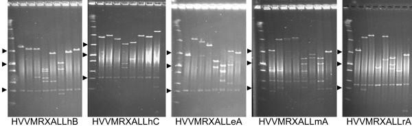 https://cdn.ncbi.nlm.nih.gov/pmc/blobs/a660/3224359/f6f0e79dbc2d/1471-2164-12-247-1.jpg