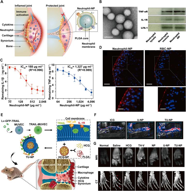 https://cdn.ncbi.nlm.nih.gov/pmc/blobs/a660/9069404/f1c6bd7c3ad3/gr2.jpg