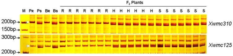 https://cdn.ncbi.nlm.nih.gov/pmc/blobs/a663/4581190/b6658025a088/ijms-16-17231-g003.jpg