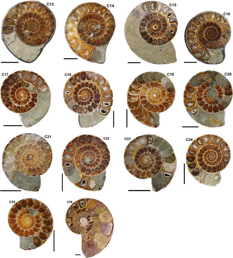 https://cdn.ncbi.nlm.nih.gov/pmc/blobs/a663/9016059/e44ea77e9f8e/13358_2022_246_Fig5_HTML.jpg