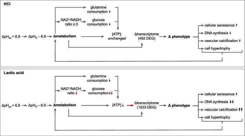 https://cdn.ncbi.nlm.nih.gov/pmc/blobs/a665/10775599/055a70ccac92/12929_2023_992_Fig6_HTML.jpg