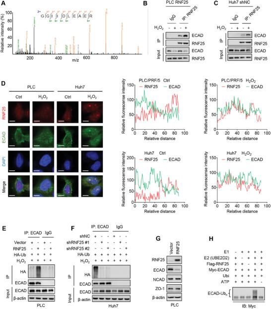 https://cdn.ncbi.nlm.nih.gov/pmc/blobs/a666/10987140/6eb2c724310e/ADVS-11-2306929-g003.jpg