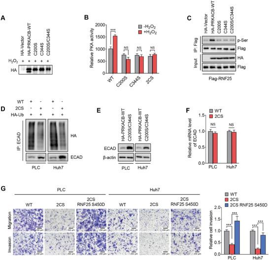 https://cdn.ncbi.nlm.nih.gov/pmc/blobs/a666/10987140/97f4b0663117/ADVS-11-2306929-g006.jpg