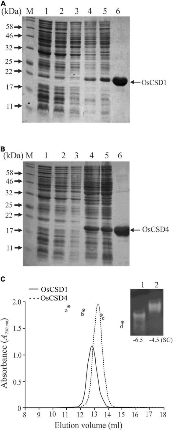 https://cdn.ncbi.nlm.nih.gov/pmc/blobs/a666/9191229/1c13432a0ce9/fpls-13-864330-g004.jpg