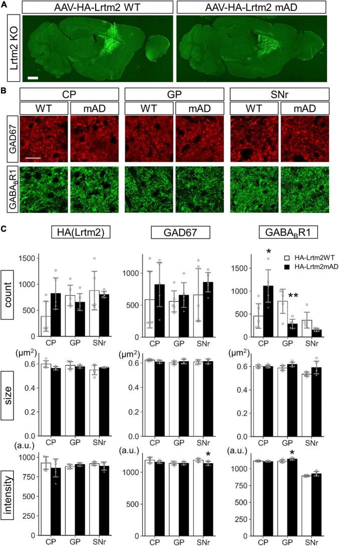 https://cdn.ncbi.nlm.nih.gov/pmc/blobs/a66b/9126195/02dfc0b19506/fnmol-15-856315-g012.jpg