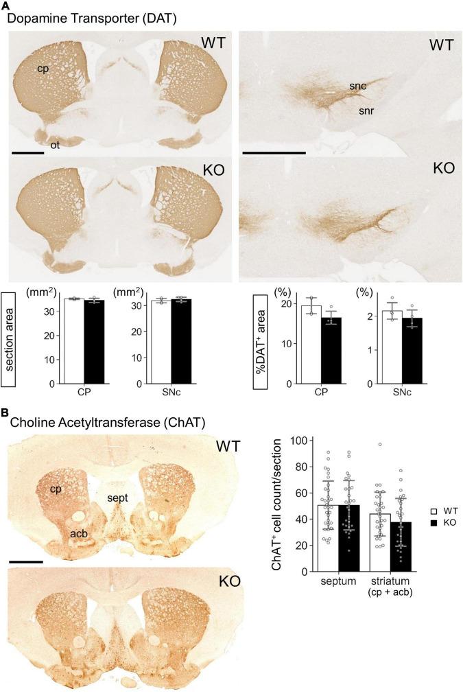 https://cdn.ncbi.nlm.nih.gov/pmc/blobs/a66b/9126195/0930696893f9/fnmol-15-856315-g007.jpg