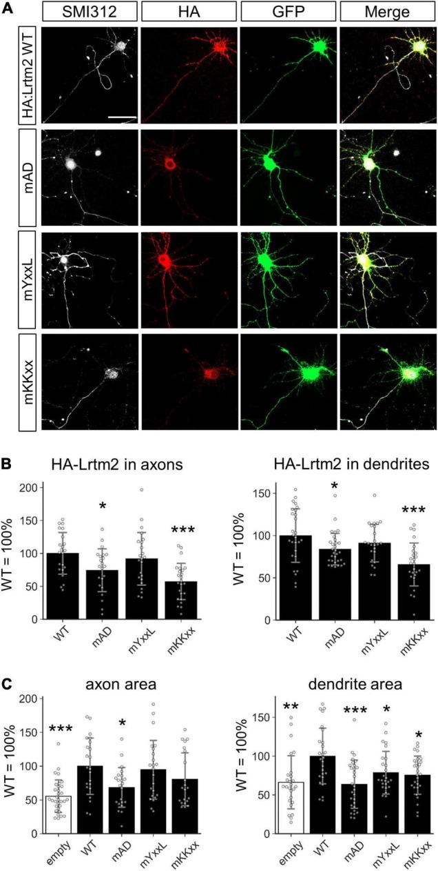https://cdn.ncbi.nlm.nih.gov/pmc/blobs/a66b/9126195/6d2156cc6628/fnmol-15-856315-g010.jpg