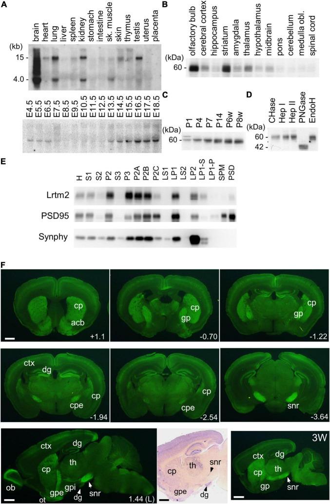 https://cdn.ncbi.nlm.nih.gov/pmc/blobs/a66b/9126195/b16520c3006a/fnmol-15-856315-g003.jpg