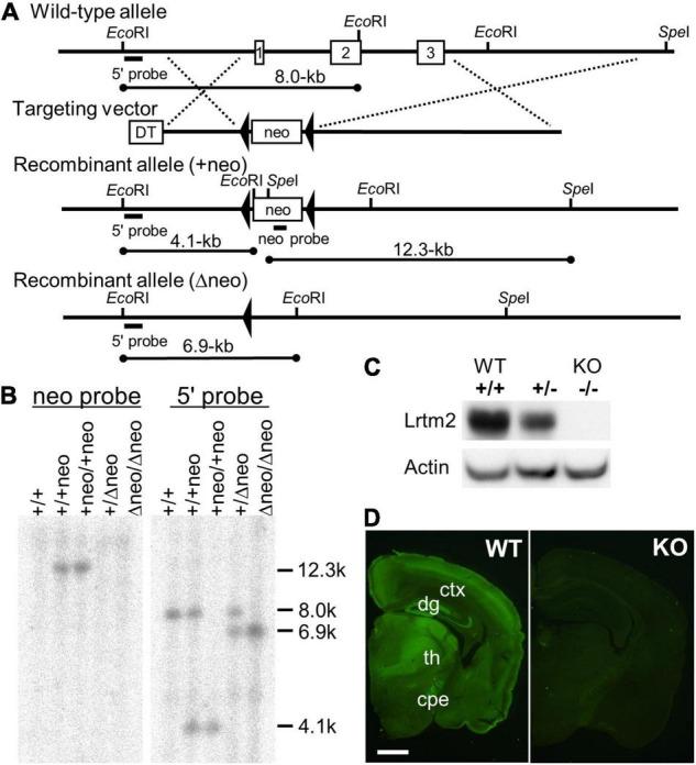 https://cdn.ncbi.nlm.nih.gov/pmc/blobs/a66b/9126195/bd070e49632f/fnmol-15-856315-g001.jpg
