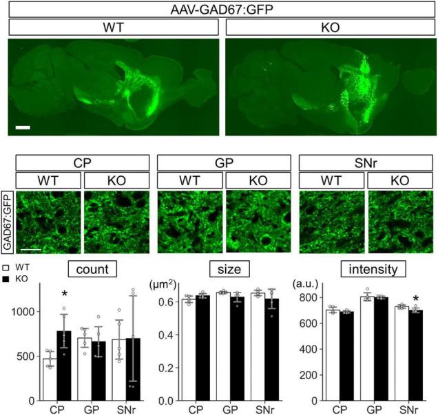 https://cdn.ncbi.nlm.nih.gov/pmc/blobs/a66b/9126195/fc0aa05d6b40/fnmol-15-856315-g013.jpg