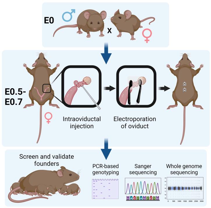 https://cdn.ncbi.nlm.nih.gov/pmc/blobs/a66d/10526739/6147f51083ce/biomolecules-13-01311-g002.jpg